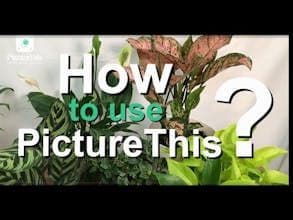 PictureThis
