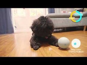 Wicked Ball